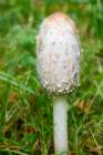 Issaquah, Washington State, USA. Close-up of a shaggy mane edible mushroom growing on a lawn. Art Print